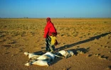 Une femme et un petit garçon passent devant un troupeau de chèvres mortes le 15 décembre 2016 près de Dhahar (Somalie)