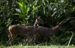 Des cerfs sambars relâchés dans la nature lors d'une opération visant à augmenter le nombre de proies pour les tigres, dans le parc national de Khlong Lan, dans la province de Khampaeng Phet, le 10 juin 2025 en Thaïlande
