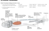 Le missile Tomahawk