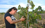 Amandine Reynard observe un pistachier planté dans son exploitation à Sérignan-du-Comtat, dans le Vaucluse, le 28 septembre 2026