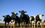 Des vaches laitières d'un troupeau appartenant à l'éleveur Adam Stanbury près de Barnstaple dans le sud-ouest de l'Angleterre, le 16 janvier 2025