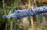 L'enfant de deux ans happé par un alligator en Floride est décédé et les recherches se poursuivent pour retrouver son corps 15 heures après sa disparition