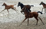 Des poulains jouent dans le haras polonais de Janow Podlaski, le 3 mars 2016