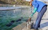 Une soitneuse nourrit des bébés phosques gris dans une piscine du centre de réhabilitation des animaux de la mer Baltique à Klaipeda, le 24 mai 2025 en Lituanie