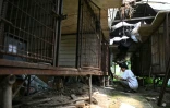 Un militant pour les droits des animaux inspectant des cages vides dans un abattoir canin abandonné à Pyeongtaek, en Corée du Sud, le 11 juin 2026