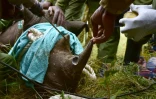 Un membre du Service kényan de la Faune (KWS) perce un trou dans la corne d'un rhinocéros noir pour l'équiper d'un transmetteur radio, avant un transfert du parc national de Nairobi vers celui de Tsavo-Est, dans le sud-est du Kenya, le 26 juin 2018.
