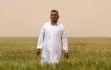 Hadi Sahib dans son champ de blé, dans le désert de Najaf, dans le centre de l'Irak, le 10 avril 2025