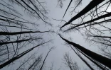 Des arbres brûlés lors d'un violent incendie l'année précédente près de Fort McMurray, en Alberta, au Canada, en avril 2017 