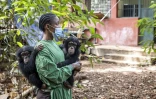 Les bébés chimpanzés orphelins Esther (g) et Rio (dr) et leur soigneuse Hawa Kamara,au sanctuaire pour chimpanzés de Tacugama, dans les environs de Freetown, le 24 avril 2025 en Sierra Leone