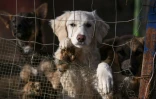 Des chiens abandonnés au refuge de Gracanica, le 12 novembre 2021 au Kosovo