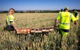 Des membres de Vinci Autoroutes tranportent des cages contenant des grands hamsters d'Alsace pour les relâcher en milieu naturel, le 14 juin 2022 à Ernolsheim-Bruche, dans le Bas-Rhin