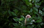 Un sapajou capucin (Cebus capucinus) sur l'île de Gorgone, dans l'océan Pacifique au large de la côte sud-ouest de la Colombie, le 1er décembre 2021