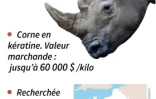 Un rhinocéros du zoo de Thoiry (Yvelines), a été abattu de trois balles dans la tête