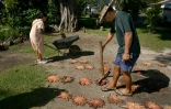 Le biologiste marin Teina Rongo (d) et ses collègues plongeurs du groupe environnemental Korero O Te Orau comptent et mesurent des étoiles de mer "couronnes d'épines "collectées sur un récif au large de Rarotonga, le 12 juin 2025 aux îles Cook