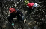Marcelina Moreno (g) cherche dans la mangrove des coquillages noirs ou Pianguas, près de Nuqui, dans le département du Choco, le 5 août 2023 en Colombie