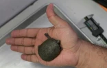 Une tortue "petit casque de Vallarta" (Kinosternon vogti) est examinée dans un laboratoire de l'Université de Guadalajara, le 9 juin 2018 à Puerto Vallarta, au Mexique