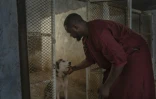 Amadou Mobdj, dresseur et éleveur de chiens, ouvre la cage de Gloria, une chienne husky, le 4 octobre 2024 à Nouakchott, en Mauritanie