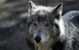 Un loup dans son enclos du Colorado Wolf and Wildlife Center, un sanctuaire réservé à l'animal, le 28 mars 2023 à Divide