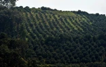 Les montagnes envahies par les plantations d'avocat dans l'Etat mexicain de Michoacan (ouest), le 18 octobre 2016