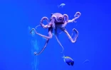 Pieuvre à l'aquarium de Long Beach, en Californie, le 27 mai 2021
