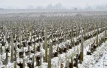 Vignoble bordelais recouvert de neige le 28 février 2018