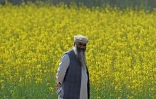 L'apiculteur Malik Hussain Khan devant un champ de fleurs de moutarde à Lak Mor, dans la province du Penjab, le 30 janvier 2025 au Pakistan