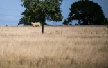 Une vache dans un champ desséché, le 25 juillet 2022 à Lavau-sur-Loire, dans l'ouest de la France