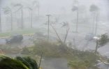 L'ouragan Maria, en touchant Porto Rico le 20 septembre 2017, a arraché de nombreux arbres, comme ici sur le parkin du Roberto Clemente Coliseum