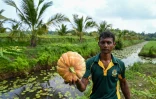 Un soldat de la Force opérationnelle spéciale sri-lankaise (STF) montre une citrouille cultivée dans une plantation à Katukurunda, le 28 mars 2025 au Sri Lanka