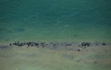 Des phoques, proies favorites des grands requins blancs, le 15 juillet 2022 à CapeCod, dans le Massachusetts 