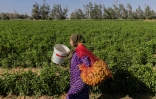 Des ouvriers agricoles récoltent des poivrons dans une ferme à al-Fachen, à 150 km au sud du Caire, le 13 juin 2022