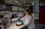La biologiste marine Thekla Anastasiou étudie un poisson-ballon au Centre hellénique de recherche marine (HCMR), à Héraklion, en Crète, le 4 juin 2026