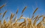 Un champ de blé desséché dans la province d'Hassaké, le 28 mai 2022 dans le nord-est de la Syrie