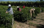 Des cueilleuses dans un champ de jasmin à Pégomas, dans les Alpes-Maritimes, le 26 août 2021