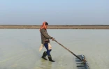 Le paludier indien Roshni Thakor travaille dans un marais salant à Kharaghoda, près d'Ahmedabad, le 8 janvier 2021