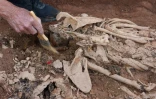 L'archéologue Ignacio Lorenzo exhume les squelettes de personnes tuées pendant la Guerre civile dans le vieux village de Belchite, dans le nord de l'Espagne, le 8 juillet 2022