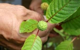 Un plant de kratom, le 25 décembre 2018 à Pontianak en Indonésie