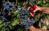 Vendanges dans le vignoble d'Agliano Terme, près de la ville d'Asti, dans le nord-ouest de l'Italie, le 21 septembre 2026 