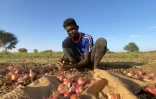 Au Soudan, la guerre prive agriculteurs et artisans de clients