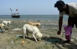 Un pêcheur pakistanais nourrit des chiens errants sur une île à Karachi, le 3 avril 2018
