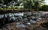 Un terrain souillé par la fuite d'un oléoduc de Petroleos de Venezuela (PDVSA) à  Voladero, Etat de Monagas, le 5 novembre 2021