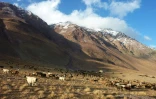 Du bétail en train de paître dans le corridor de Wakhan (Afghanistan), frontalier de la Chine, le 7 octobre 2017