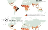 Les moustiques vecteurs du Zika se répandent