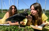 Les deux "mères adoptives", Fabienne Tilg (gauche) et Eszter Bajka, avec un ibis chauve, dans le camp de Binningen, dans le sud-ouest de l'Allemagne, le 22 mai 2026