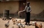 Monica, 30 ans, a investi dans un élevage de poulets dans son village de Bondo, au Kenya le 3 octobre 2018