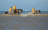 Des pêcheurs à cheval tirent leurs filets à crevettes à Oostduinkerke, sur la mer du Nord, le 24 octobre 2024 en Belgique