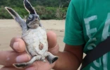 Un bébé tortue, le 2 décembre 2020 sur la plage de Sukamade, en Indonésie
