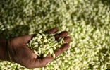 Des fleurs de jasmin récoltées près de Madurai, le 27 juin 2023 en Inde