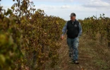 Randy Baranek, dont la famille travaille la vigne depuis plusieurs générations, passe dans les rangs d'une vigne abandonnée, le 13 octobre 2025 à Lodi, en Californie