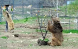 Des ours, secourus de la captivité, renouent avec une vie mi-sauvage dans un centre de réhabilitation de la Fondation pour la préservation de la faune et du patrimoine culturel (FPWC) près du village d'Urtsadzor, en Arménie, le 21 avril 2026